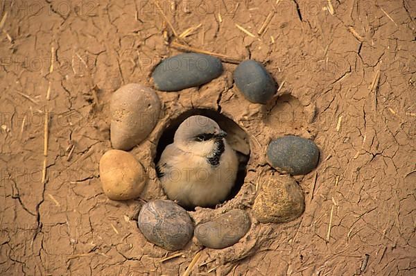 Desert sparrow