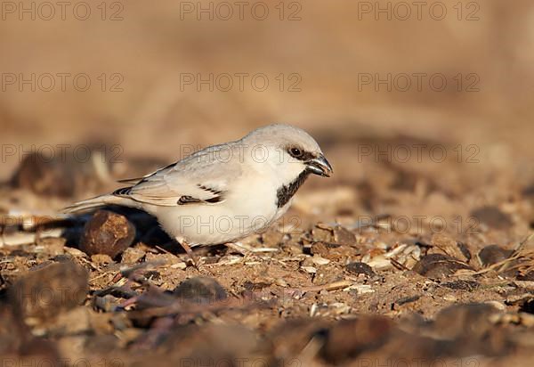 Desert Sparrow