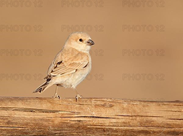 Desert Sparrow