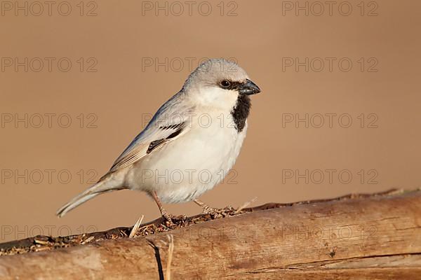 Desert Sparrow