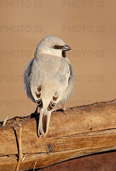 Desert Sparrow