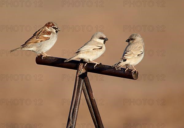 Desert Sparrow