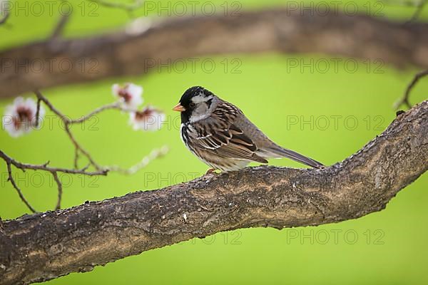 Harris's Sparrow