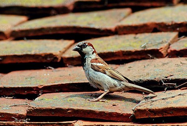 House sparrow