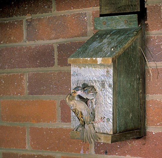 House Sparrow