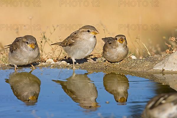 House sparrow