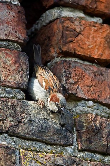 House Sparrow