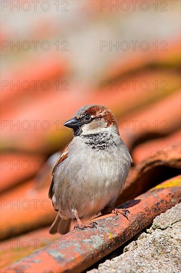 House sparrow