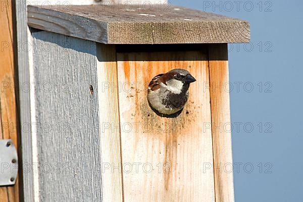 House sparrow