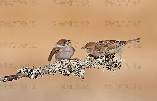 House Sparrow