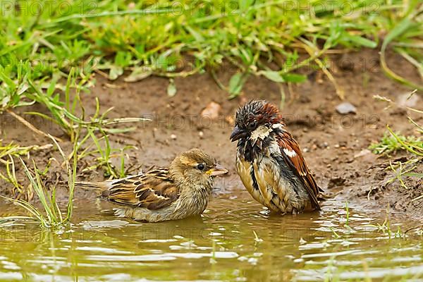 House Sparrow