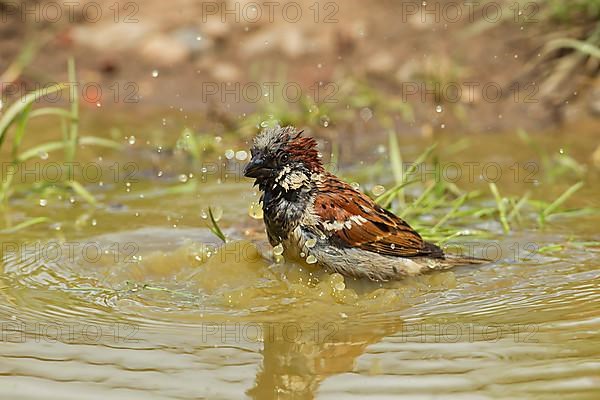 House Sparrow