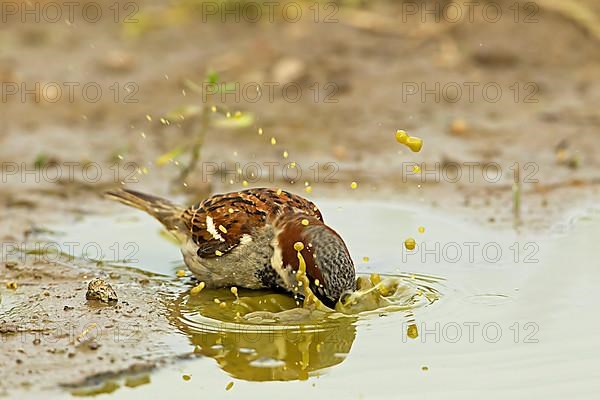 House Sparrow