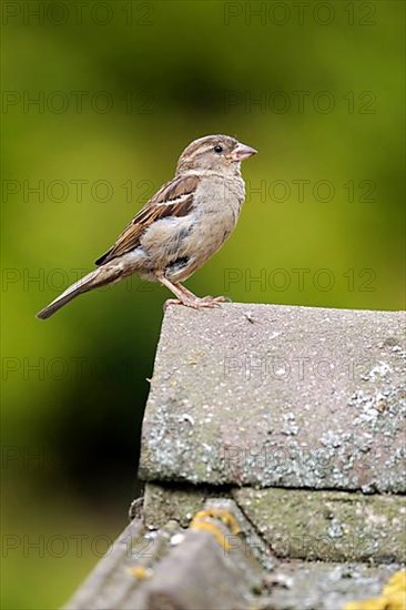 House sparrow