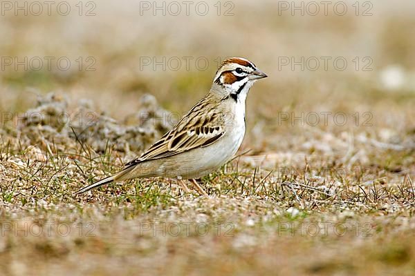 Reed Bunting