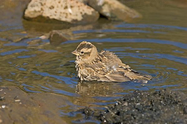 Rock Sparrow