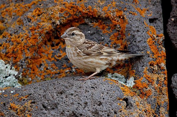 Rock Sparrow