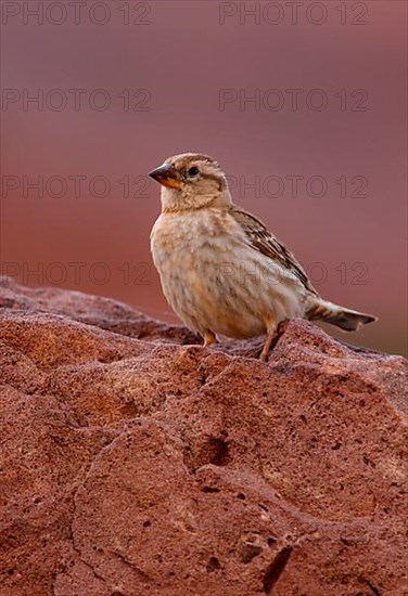 Rock Sparrow