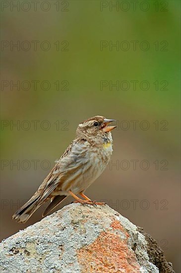 Rock Sparrow