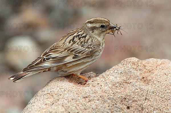 Rock Sparrow