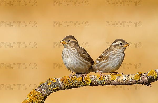 Rock Sparrow