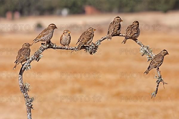 Rock Sparrow