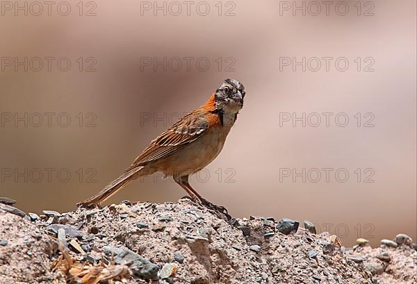 Rufous-collared Sparrow