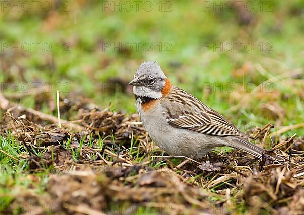 Rufous-collared sparrows
