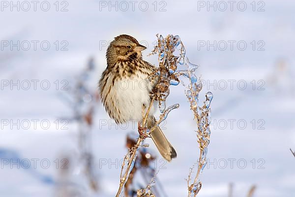 Song sparrow