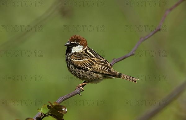 Willow Sparrow