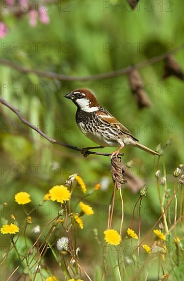 Spanish spanish sparrow