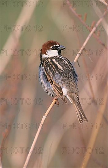 Spanish spanish sparrow