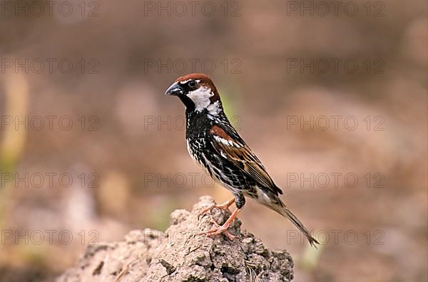 Willow Sparrow