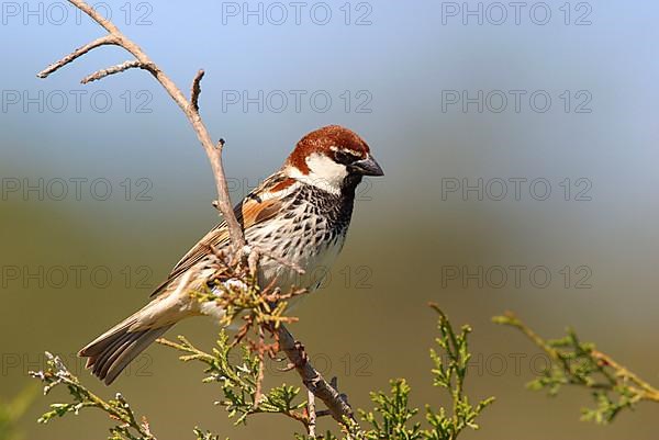 Willow Sparrow