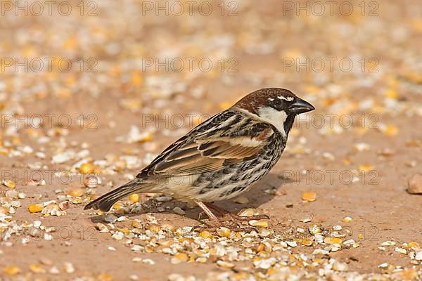 Spanish spanish sparrow