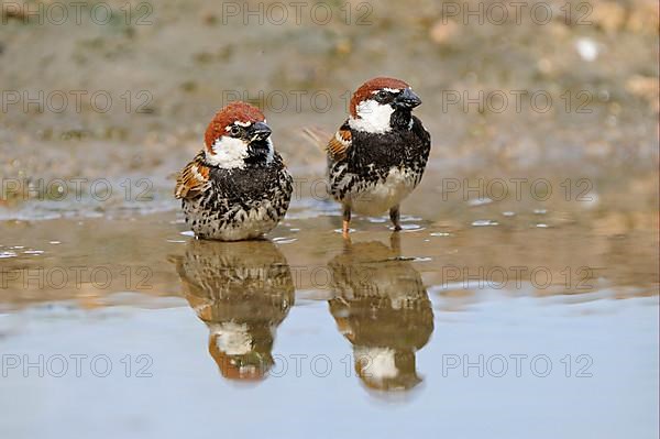 Spanish Sparrow