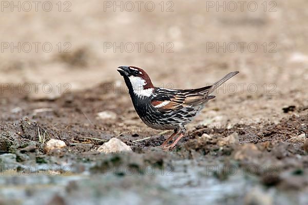 Spanish spanish sparrow