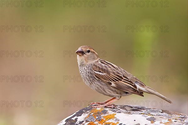 Spanish Sparrow