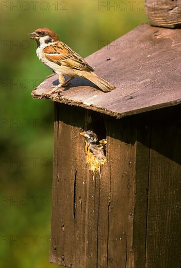 Eurasian tree sparrow