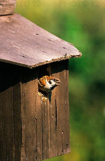 Tree Sparrow