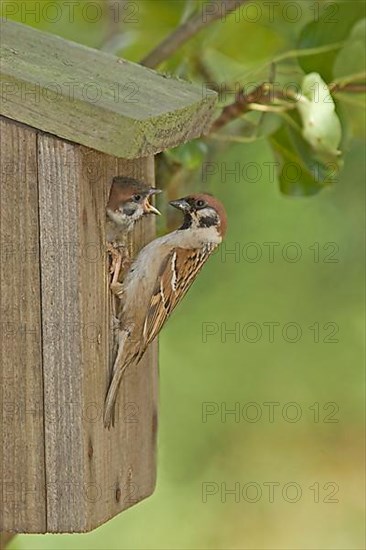 Tree Sparrow