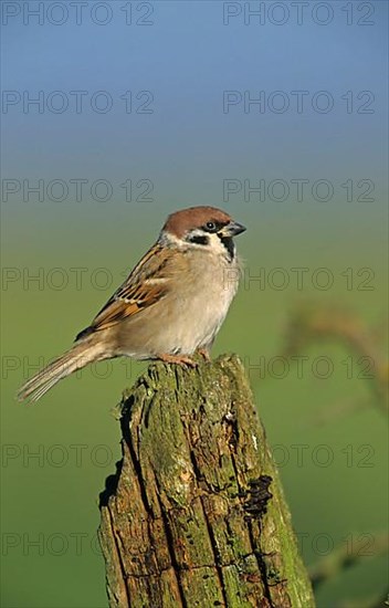 Tree Sparrow