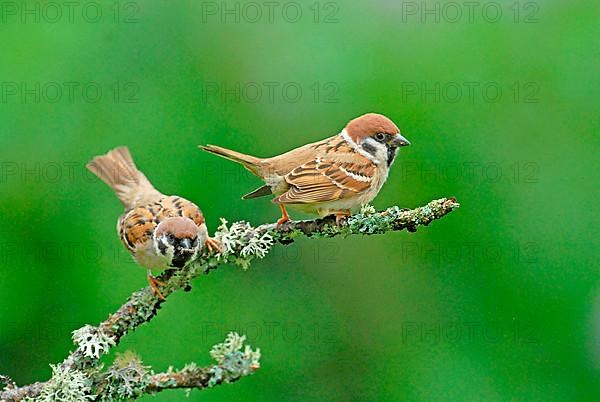 Eurasian eurasian tree sparrow