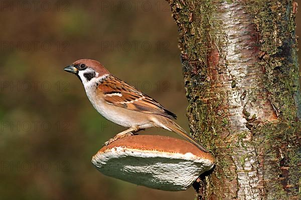 Eurasian Tree Sparrow