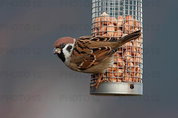 Eurasian Tree Sparrow