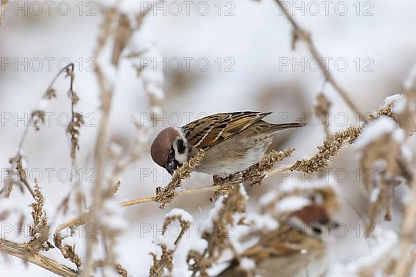 Adult Eurasian eurasian tree sparrow