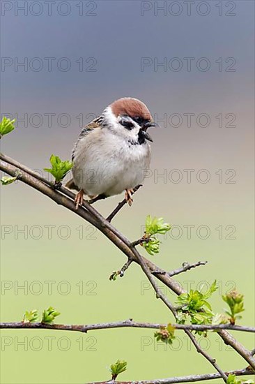 Eurasian eurasian tree sparrow