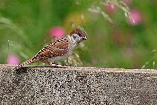 Eurasian Tree Sparrow