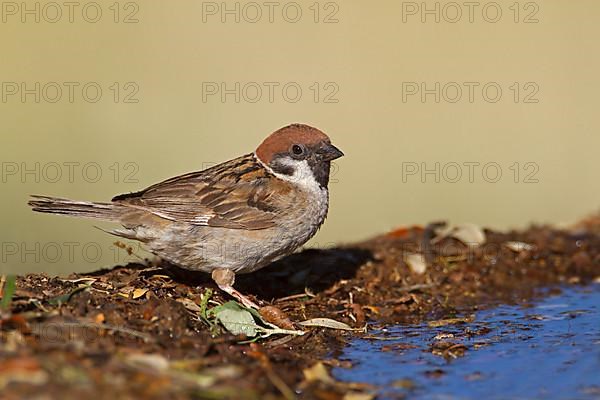 Eurasian Tree Sparrow