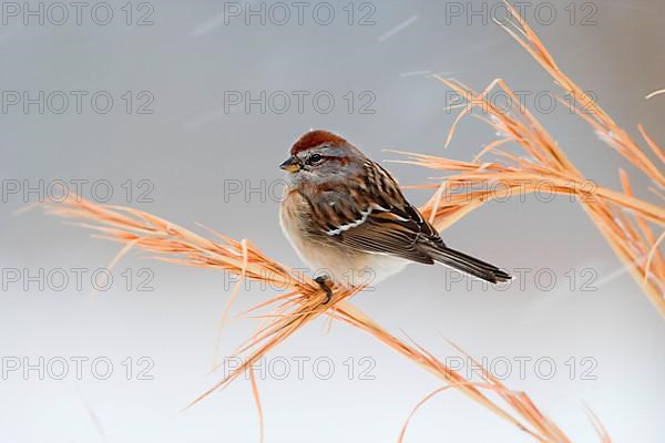 American Tree Sparrow